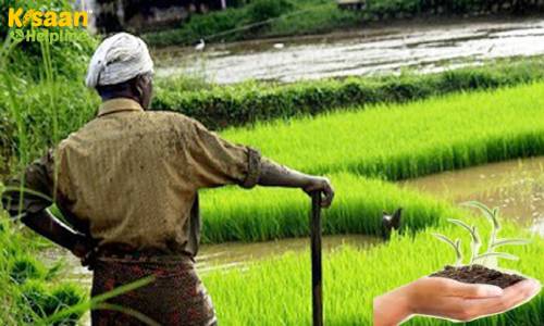 भारतीय प्राकृतिक कृषि पद्धति के तहत जैविक खेती को बढ़ावा, सरकार दे रही पैसा, जानिए इस पद्धति के बारे में